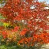 Autumn Brilliance Serviceberry Tree - 7 Gallon Pot (5-6')