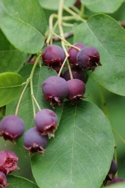 Autumn Brilliance Serviceberry Tree - 7 Gallon Pot (4-5') -Garden Wisp Sales Store amelanchier grandiflora autumn brilliance serviceberry 8 1
