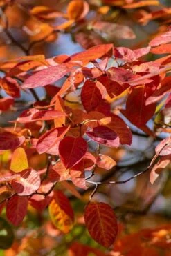 Autumn Brilliance Serviceberry Tree - 1 Gallon Pot -Garden Wisp Sales Store amelanchier grandiflora autumn brilliance serviceberry 9 2