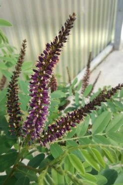 Indigo Bush (Amorpha Fruticosa) - 1 Gallon Pot -Garden Wisp Sales Store amorpha fruticosa indigo bush 10