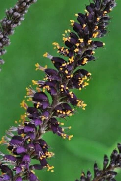 Indigo Bush (Amorpha Fruticosa) - 1 Gallon Pot -Garden Wisp Sales Store amorpha fruticosa indigo bush 11