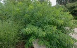 Indigo Bush (Amorpha Fruticosa) - 1 Gallon Pot -Garden Wisp Sales Store amorpha fruticosa indigo bush 14