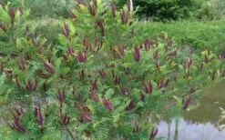 Indigo Bush (Amorpha Fruticosa) - 1 Gallon Pot -Garden Wisp Sales Store amorpha fruticosa indigo bush 15