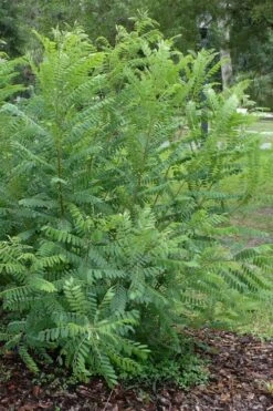 Indigo Bush (Amorpha Fruticosa) - 1 Gallon Pot -Garden Wisp Sales Store amorpha fruticosa indigo bush 19