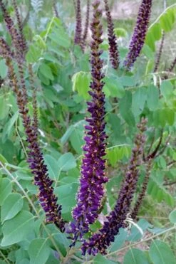 Indigo Bush (Amorpha Fruticosa) - 1 Gallon Pot -Garden Wisp Sales Store amorpha fruticosa indigo bush 5