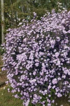 Climbing Aster (Ampelaster Carolianianus) - 1 Gallon Pot -Garden Wisp Sales Store ampelaster carolinianus climbiing aster 1