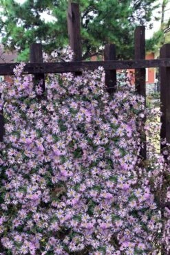 Climbing Aster (Ampelaster Carolianianus) - 1 Gallon Pot -Garden Wisp Sales Store ampelaster carolinianus climbiing aster 11
