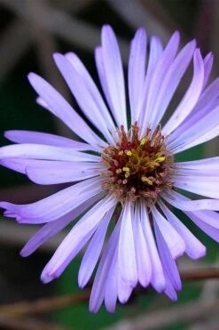Climbing Aster (Ampelaster Carolianianus) - 1 Gallon Pot -Garden Wisp Sales Store ampelaster carolinianus climbiing aster 3