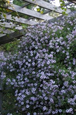 Climbing Aster (Ampelaster Carolianianus) - 1 Gallon Pot -Garden Wisp Sales Store ampelaster carolinianus climbiing aster 4