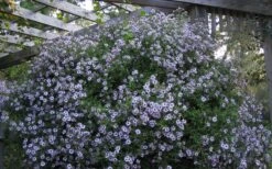 Climbing Aster (Ampelaster Carolianianus) - 1 Gallon Pot -Garden Wisp Sales Store ampelaster carolinianus climbiing aster 5