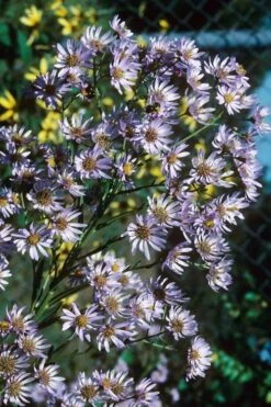 Climbing Aster (Ampelaster Carolianianus) - 1 Gallon Pot -Garden Wisp Sales Store ampelaster carolinianus climbiing aster 7