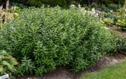 Storm Cloud Bluestar (Amsonia) - 1 Gallon Pot -Garden Wisp Sales Store amsonia tabernaemontana storm cloud blue star 10