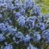 Storm Cloud Bluestar (Amsonia) - 1 Gallon Pot