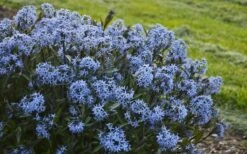 Storm Cloud Bluestar (Amsonia) - 1 Gallon Pot -Garden Wisp Sales Store amsonia tabernaemontana storm cloud blue star 3