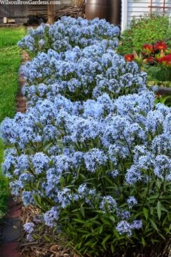 Storm Cloud Bluestar (Amsonia) - 1 Gallon Pot -Garden Wisp Sales Store amsonia tabernaemontana storm cloud blue star 5
