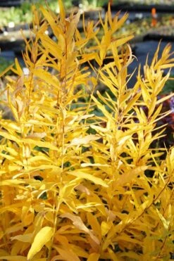 Storm Cloud Bluestar (Amsonia) - 1 Gallon Pot -Garden Wisp Sales Store amsonia tabernaemontana storm cloud blue star 6