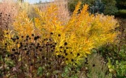 Storm Cloud Bluestar (Amsonia) - 1 Gallon Pot -Garden Wisp Sales Store amsonia tabernaemontana storm cloud blue star 8