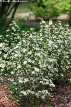 Black Chokeberry Bush (Aronia Melanocarpa ) - 1 Gallon Pot -Garden Wisp Sales Store aronia melanocarpa black chokeberry bush 11