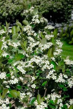 Black Chokeberry Bush (Aronia Melanocarpa ) - 1 Gallon Pot -Garden Wisp Sales Store aronia melanocarpa black chokeberry bush 2