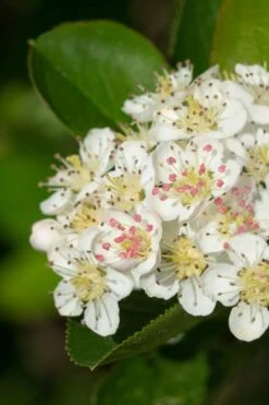 Black Chokeberry Bush (Aronia Melanocarpa ) - 1 Gallon Pot -Garden Wisp Sales Store aronia melanocarpa black chokeberry bush 6