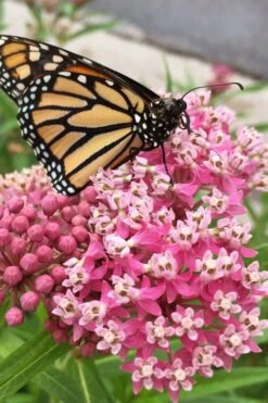 Rose Swamp Milkweed (Asclepias Incarnata) - 8 Pack Of 1 Gallon Pots -Garden Wisp Sales Store asclepias incarnata cinderella swamp milkweed 11 1