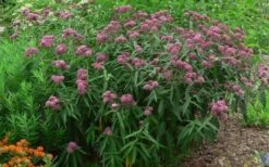 Rose Swamp Milkweed (Asclepias Incarnata) - 5 Pack Of Quart Pots -Garden Wisp Sales Store asclepias incarnata rose swamp milkweed 10