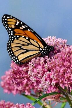 Rose Swamp Milkweed (Asclepias Incarnata) - 8 Pack Of 1 Gallon Pots -Garden Wisp Sales Store asclepias incarnata rose swamp milkweed 3 1