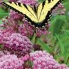 Rose Swamp Milkweed (Asclepias Incarnata) - 5 Pack Of Quart Pots