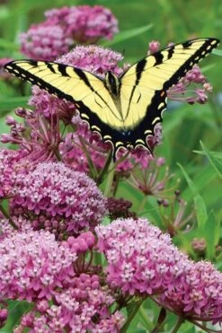 Rose Swamp Milkweed (Asclepias Incarnata) - 5 Pack Of Quart Pots