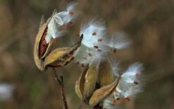 Rose Swamp Milkweed (Asclepias Incarnata) - 8 Pack Of 1 Gallon Pots -Garden Wisp Sales Store asclepias incarnata rose swamp milkweed 5 1