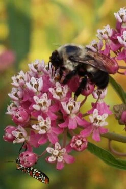 Rose Swamp Milkweed (Asclepias Incarnata) - 5 Pack Of Quart Pots -Garden Wisp Sales Store asclepias incarnata rose swamp milkweed 6