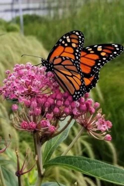 Rose Swamp Milkweed (Asclepias Incarnata) - 8 Pack Of 1 Gallon Pots -Garden Wisp Sales Store asclepias incarnata rose swamp milkweed 7 1