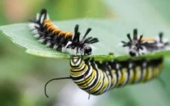 Rose Swamp Milkweed (Asclepias Incarnata) - 5 Pack Of Quart Pots -Garden Wisp Sales Store asclepias incarnata rose swamp milkweed 8