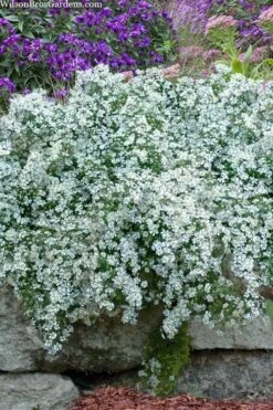 Snow Flurry Heath Aster - 5 Pack Of Quart Pots 17 Snow Flurry Heath Aster - 5 Pack Of Quart Pots -Garden Wisp Sales Store aster ericoides snow flurry 16