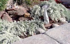 Snow Flurry Heath Aster - 5 Pack Of Quart Pots 16 Snow Flurry Heath Aster - 5 Pack Of Quart Pots -Garden Wisp Sales Store aster ericoides snow flurry 19
