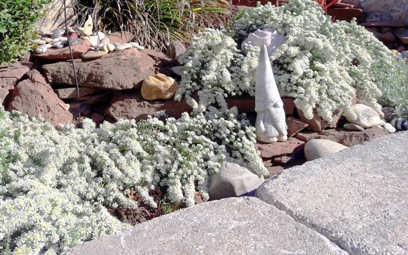 Snow Flurry Heath Aster - 5 Pack Of Quart Pots 8 Snow Flurry Heath Aster - 5 Pack Of Quart Pots - Image 8