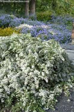 Snow Flurry Heath Aster - 5 Pack Of Quart Pots 13 Snow Flurry Heath Aster - 5 Pack Of Quart Pots -Garden Wisp Sales Store aster ericoides snow flurry 20