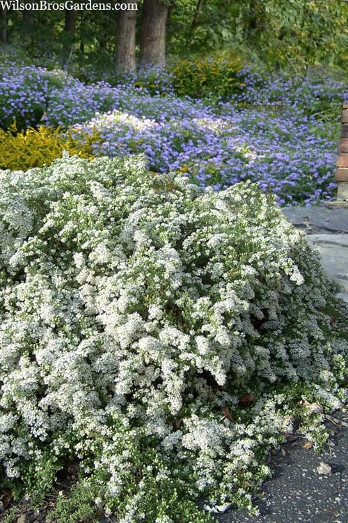 Snow Flurry Heath Aster - 5 Pack Of Quart Pots 5 Snow Flurry Heath Aster - 5 Pack Of Quart Pots - Image 5