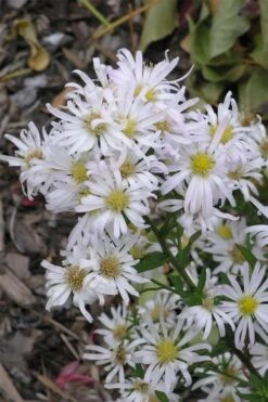 Snow Flurry Heath Aster - 5 Pack Of Quart Pots 12 Snow Flurry Heath Aster - 5 Pack Of Quart Pots -Garden Wisp Sales Store aster ericoides snow flurry 4
