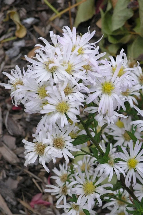 Snow Flurry Heath Aster - 5 Pack Of Quart Pots 4 Snow Flurry Heath Aster - 5 Pack Of Quart Pots - Image 4
