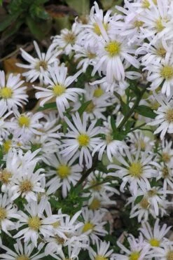 Snow Flurry Heath Aster - 5 Pack Of Quart Pots 14 Snow Flurry Heath Aster - 5 Pack Of Quart Pots -Garden Wisp Sales Store aster ericoides snow flurry 5