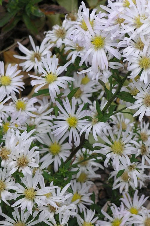Snow Flurry Heath Aster - 5 Pack Of Quart Pots 6 Snow Flurry Heath Aster - 5 Pack Of Quart Pots - Image 6