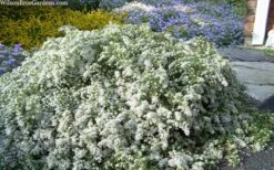 Snow Flurry Heath Aster - 5 Pack Of Quart Pots 15 Snow Flurry Heath Aster - 5 Pack Of Quart Pots -Garden Wisp Sales Store aster ericoides snow flurry heath aster 20