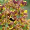 Cherries Jubilee Baptisia (False Indigo) - 1 Gallon Pot