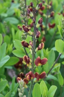 Cherries Jubilee Baptisia (False Indigo) - 1 Gallon Pot -Garden Wisp Sales Store baptisia cherries jubilee 2