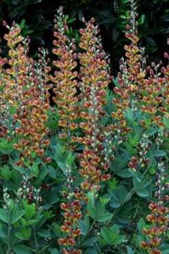 Cherries Jubilee Baptisia (False Indigo) - 1 Gallon Pot -Garden Wisp Sales Store baptisia cherries jubilee 7