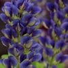 Sparkling Sapphires Baptisia (False Indigo) - 1 Gallon Pot