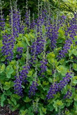 Sparkling Sapphires Baptisia (False Indigo) - 1 Gallon Pot -Garden Wisp Sales Store baptisia sparkling sapphire 10