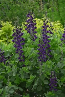 Sparkling Sapphires Baptisia (False Indigo) - 1 Gallon Pot -Garden Wisp Sales Store baptisia sparkling sapphire 3