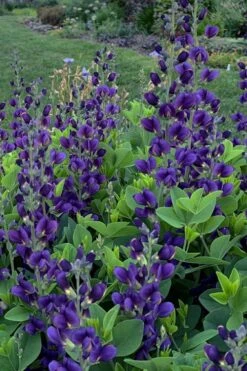 Sparkling Sapphires Baptisia (False Indigo) - 1 Gallon Pot -Garden Wisp Sales Store baptisia sparkling sapphire 5